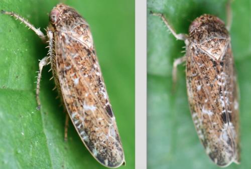 Allygus sp.